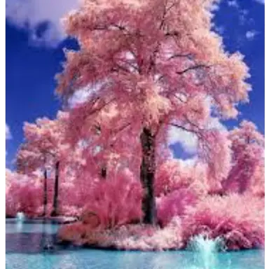 Profile image of 마추