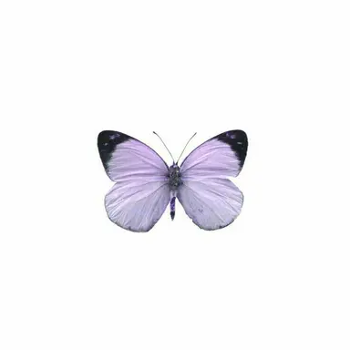 Profile image of 키라 요시카게