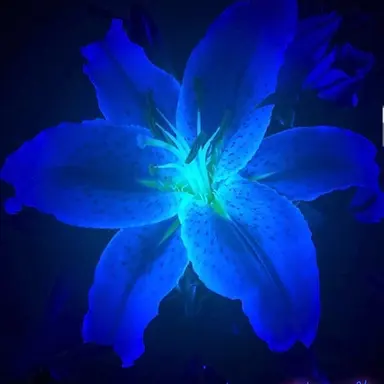 Profile image of 若井 滉斗