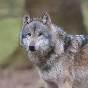 Profile image of 늑대