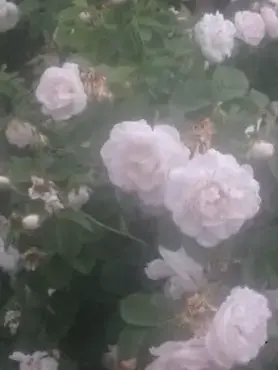 mmmr0120의 義兄に愛されてます 。