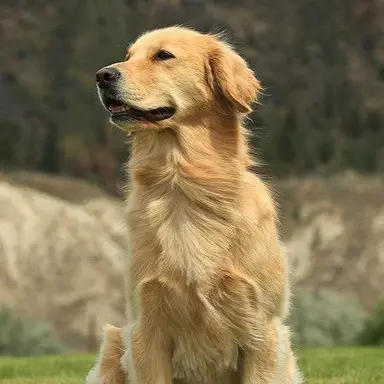Profile image of 포아