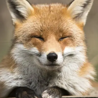 Profile image of 여우