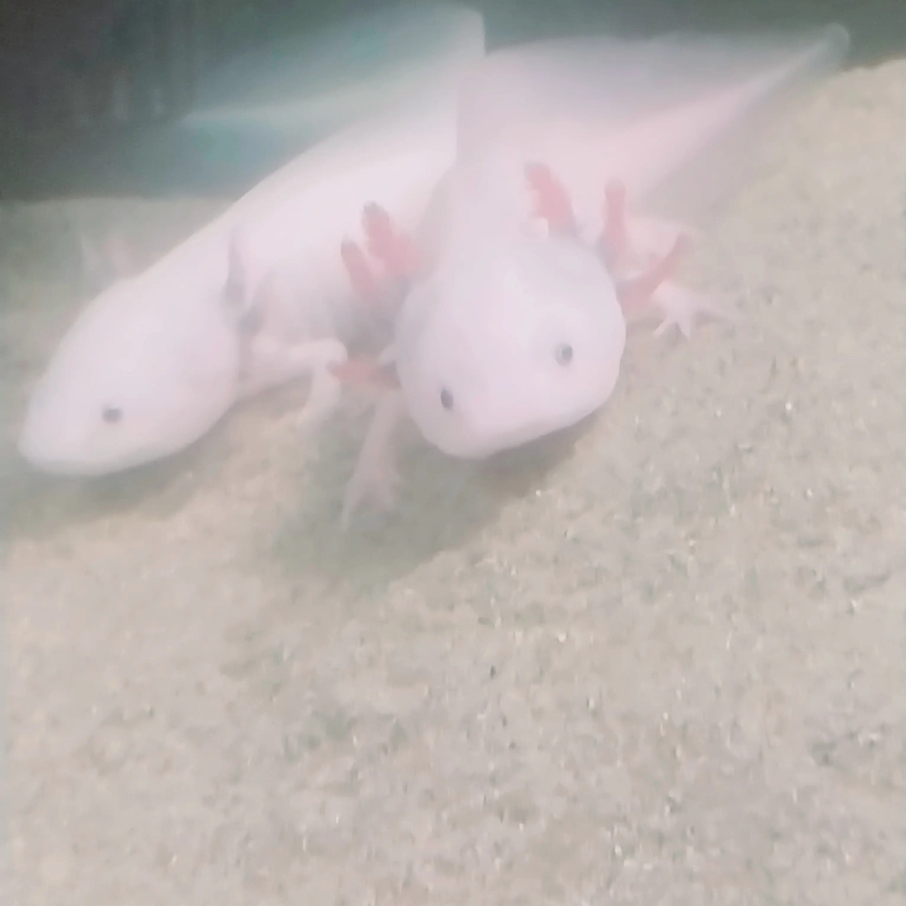 haarou의 집에 계속 오빠친구 한유진이 놀러온다