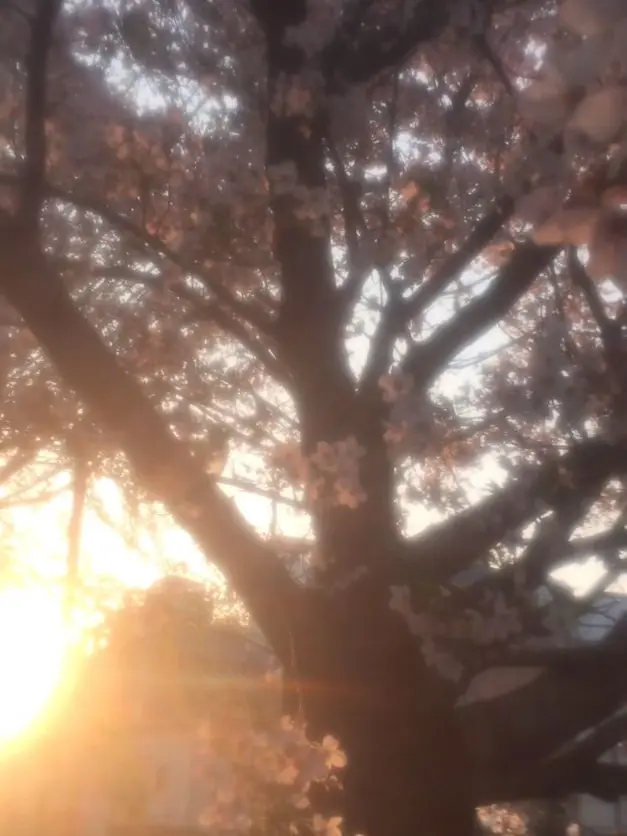 PlacidSound5174의 ｡:°ஐ..♡*