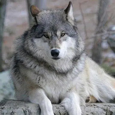 Profile image of 늑대