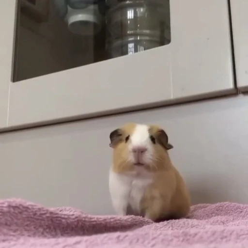 두르롱