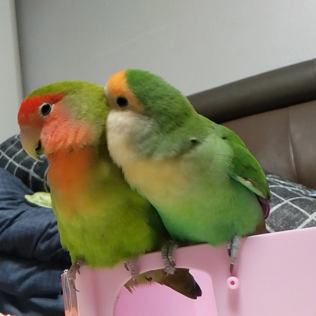모모