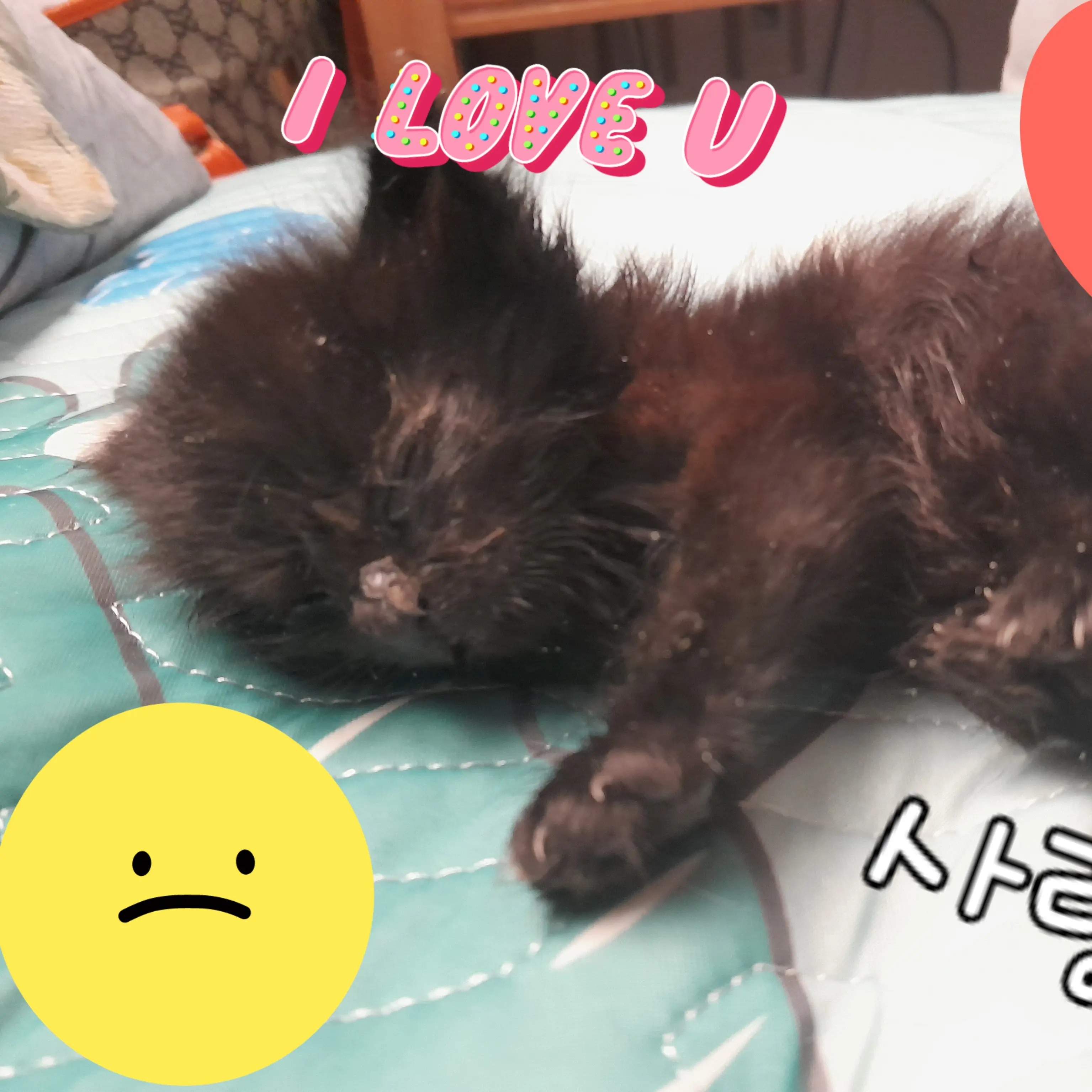 MerrySeal6336의 깜미