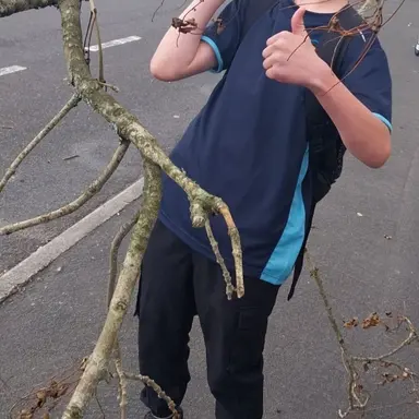 Profile image of Bailey