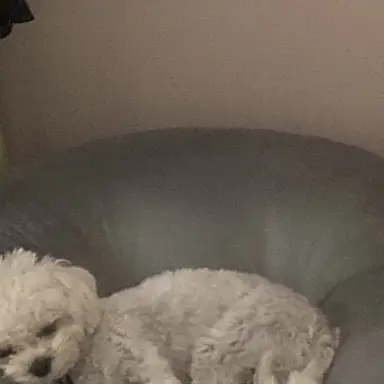 Profile image of 엘리자베스