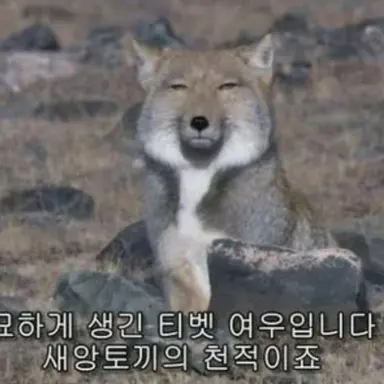 Profile image of 여우