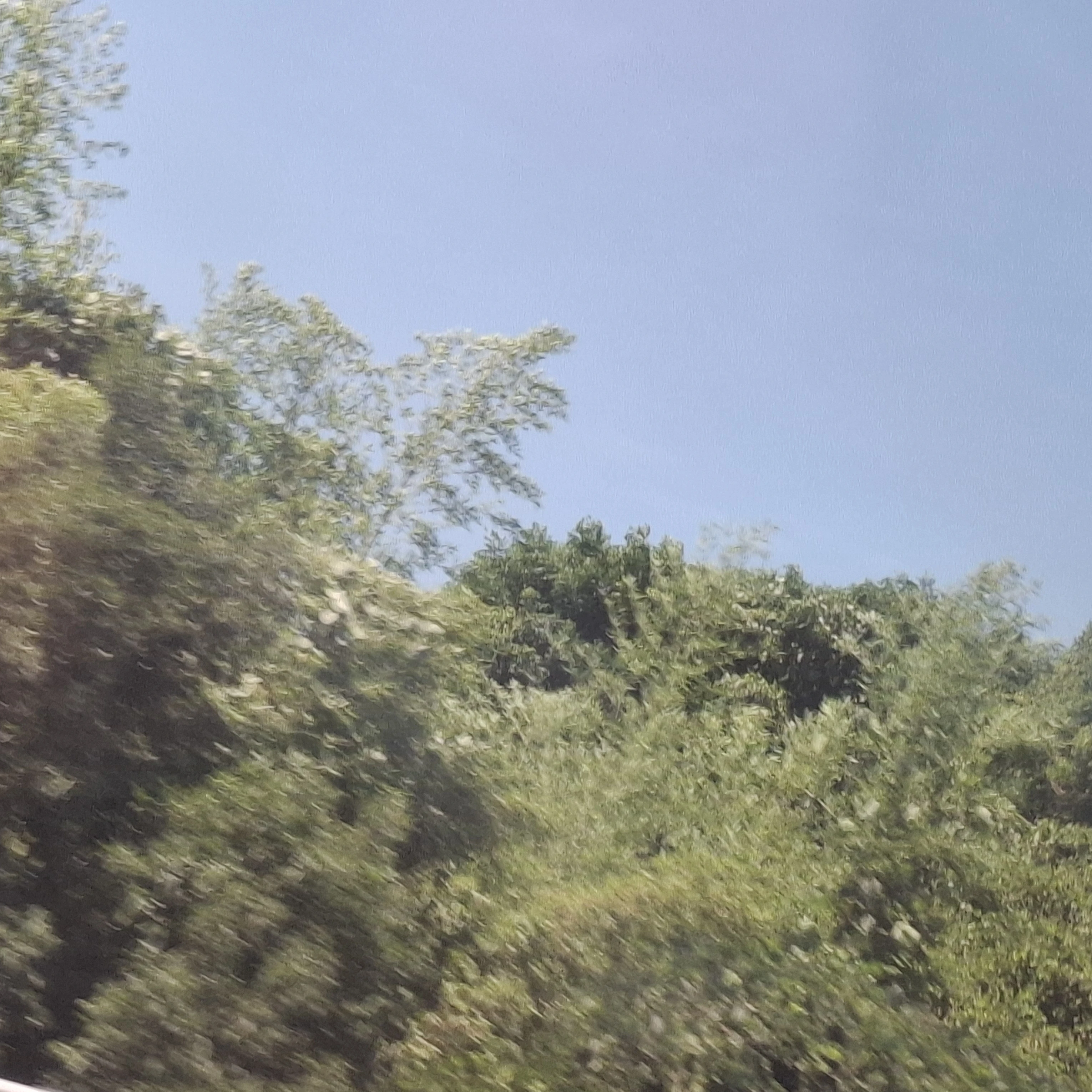 공룡