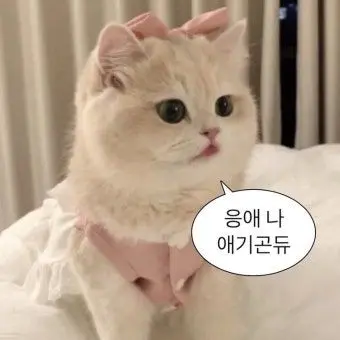 Profile image of 고양이