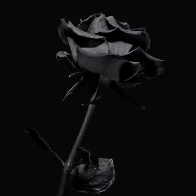 Profile image of 目黒蓮