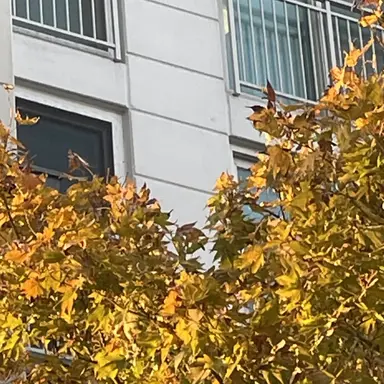 Profile image of 각별