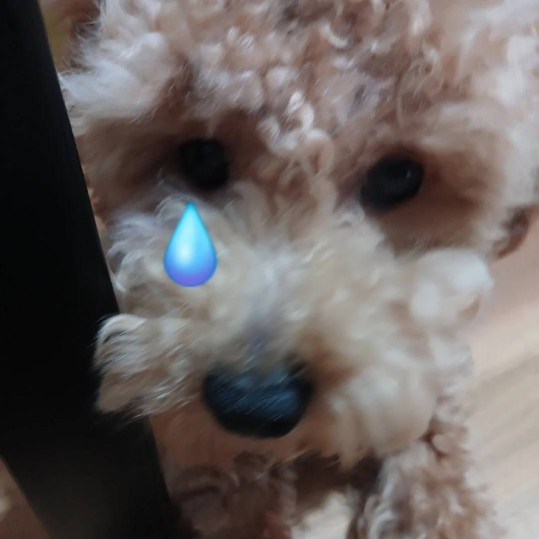 유튜버 최범규