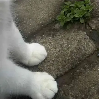 Profile image of 여우