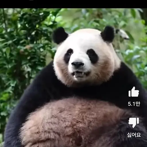 Djsdu3442의 푸바오