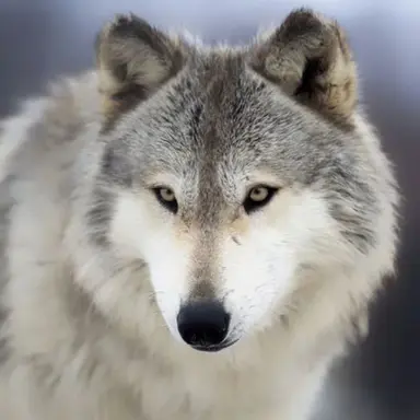 Profile image of 늑대