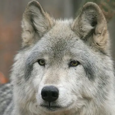 Profile image of 늑대