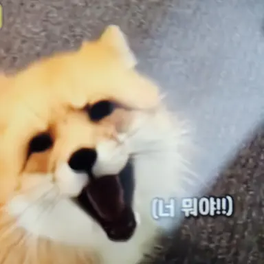 Profile image of 여우