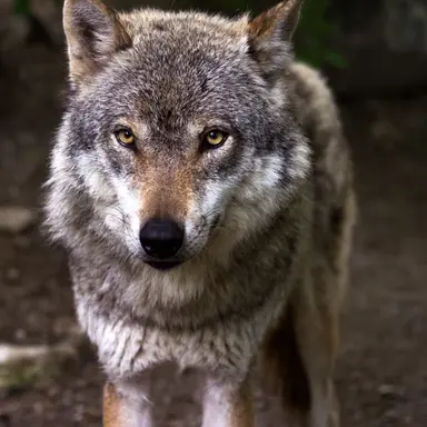 Profile image of Wolf
