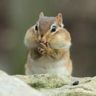 Profile image of 최상엽