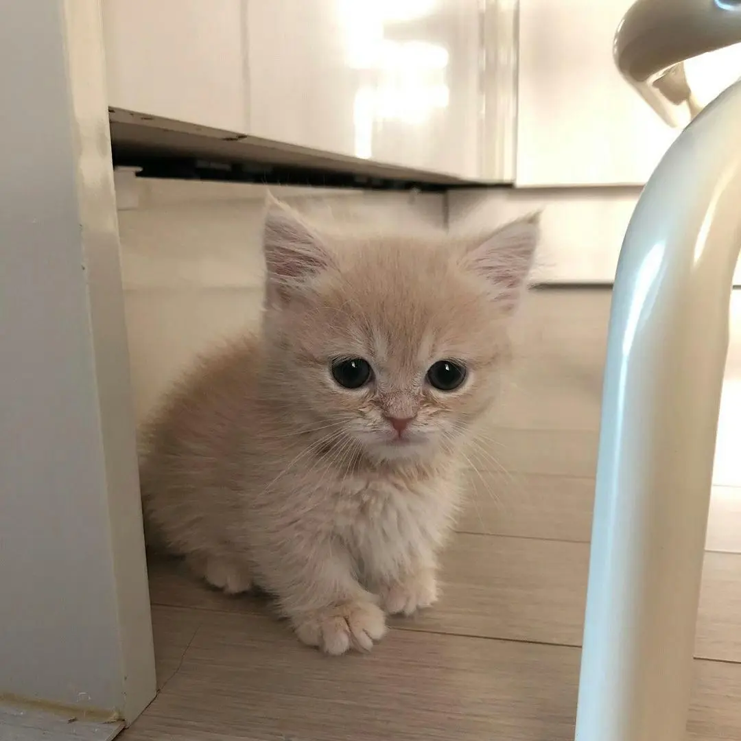 lv.rqxut_Rusut의 野良猫だったのに