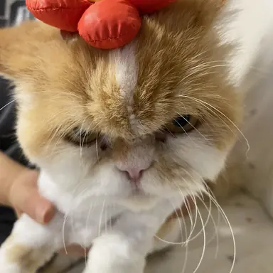 Profile image of 모찌엘