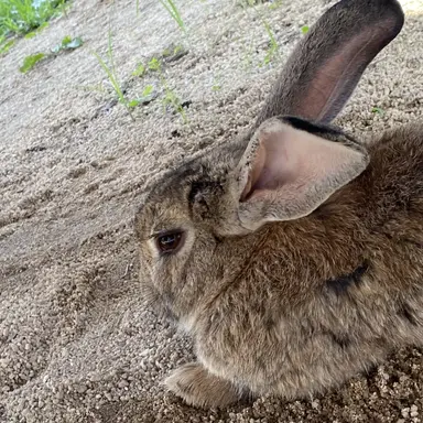 Profile image of 백현