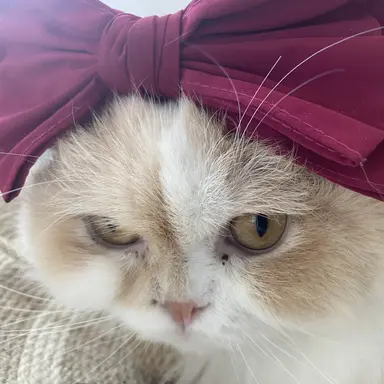 Profile image of 모양몬