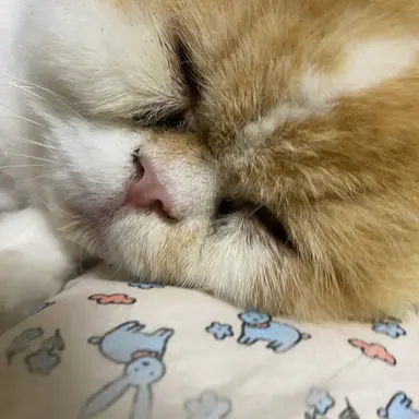 Profile image of 라더