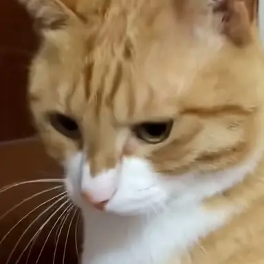 Profile image of 멤버가 키우는고양이
