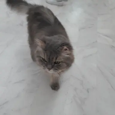 Profile image of 냐옹이