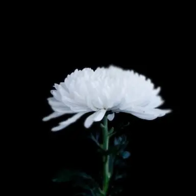 Profile image of 크리산타