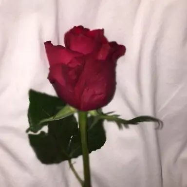 Profile image of 벨벳