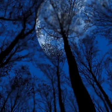 Profile image of 실라스