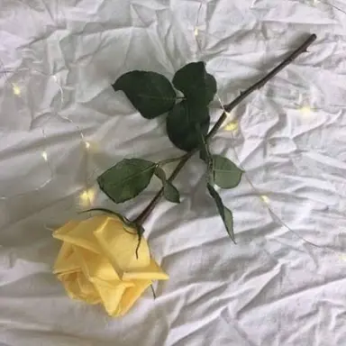 Profile image of 쪼만