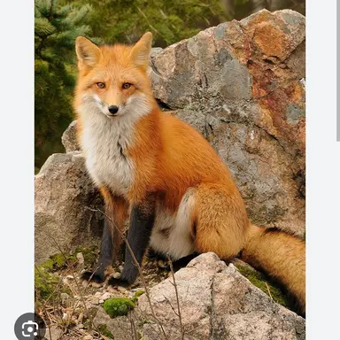 Profile image of 여우