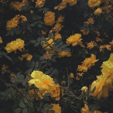 Profile image of 닝이줘