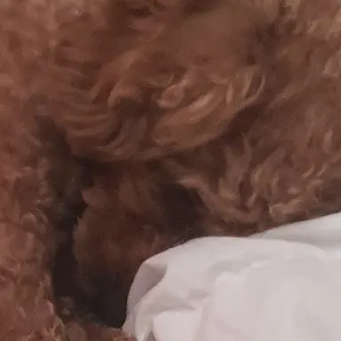 Profile image of 가면수집가