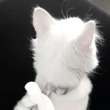 Profile image of さくや