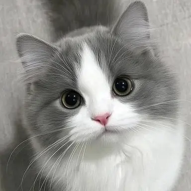 Profile image of Niki