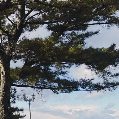 Profile image of 木中