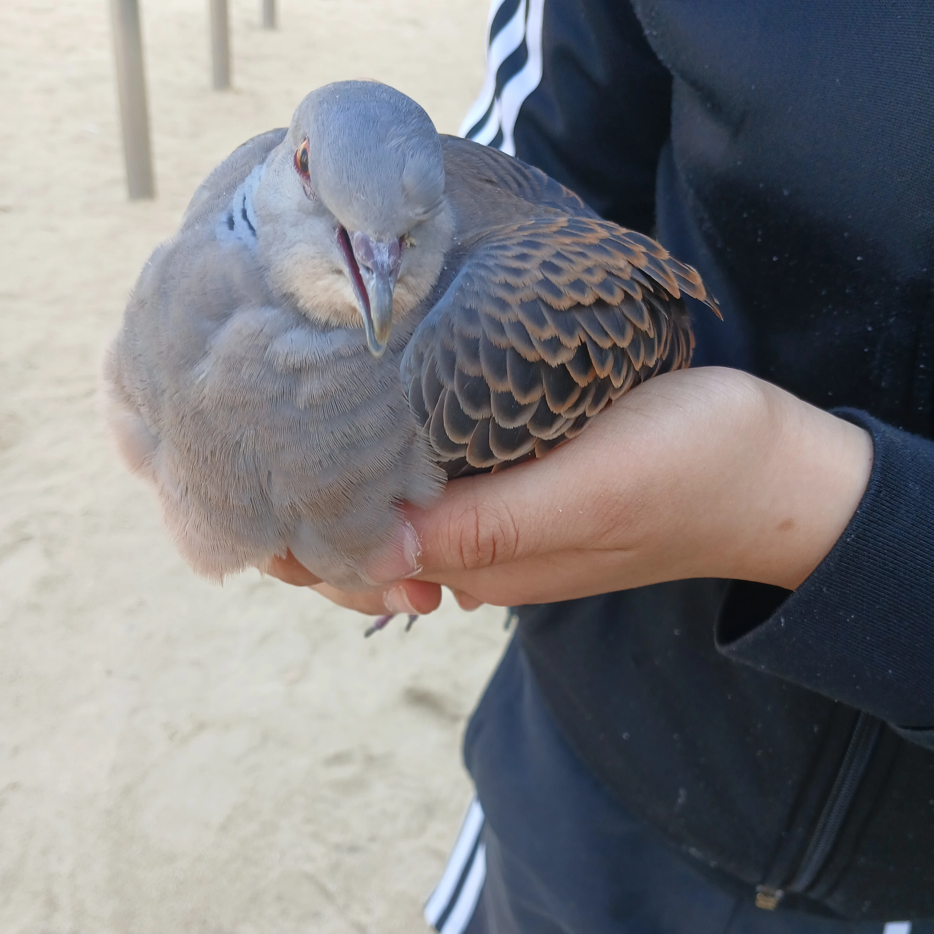 영웅