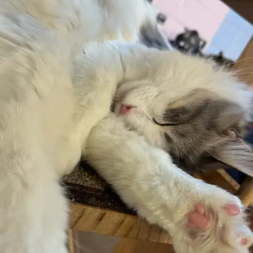 naheekim140522의 고먐미