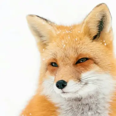 Profile image of 우여울