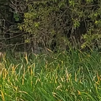 Profile image of 고고프렌즈