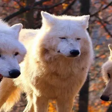 Profile image of 박늑대